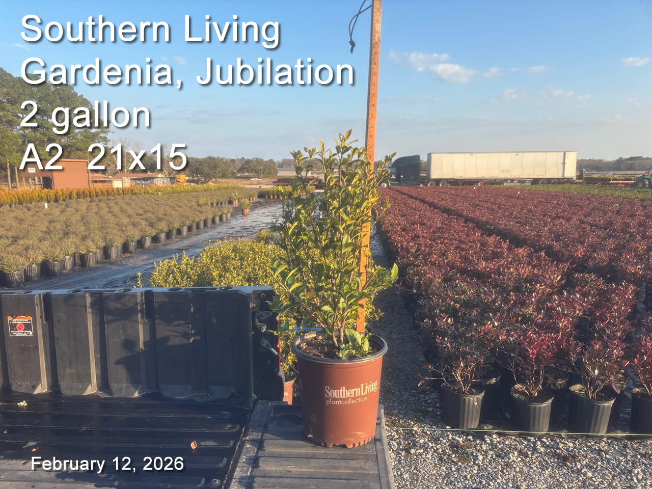 gallery/slgj2 a2 feb12.jpg